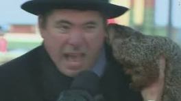 groundhog