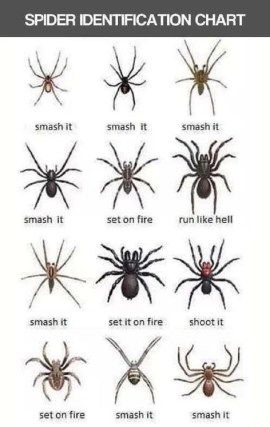 spiders